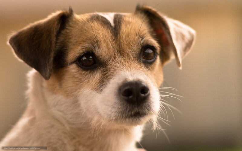 Jack Russell Terrier — Brown, Calm, Photograph, Dog, Eyes
