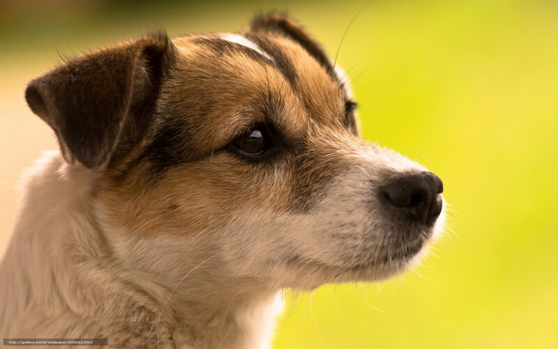 Jack Russell Terrier — Brown, Calm, Photograph, Dog