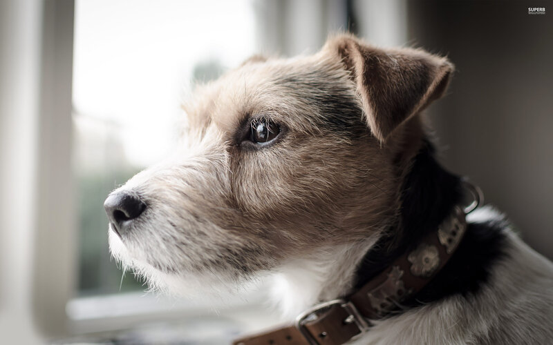 Jack Russell Terrier — Brown, Calm, Photograph
