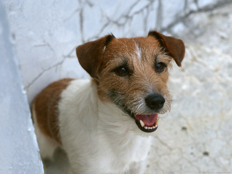 Jack Russell Terrier — Brown, Neutral