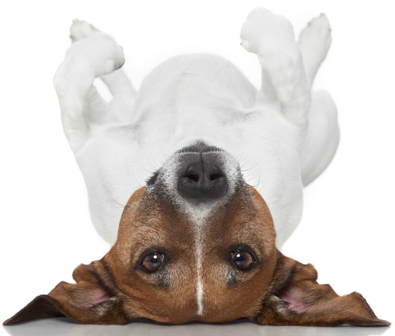 Jack Russell Terrier — Brown, Playful