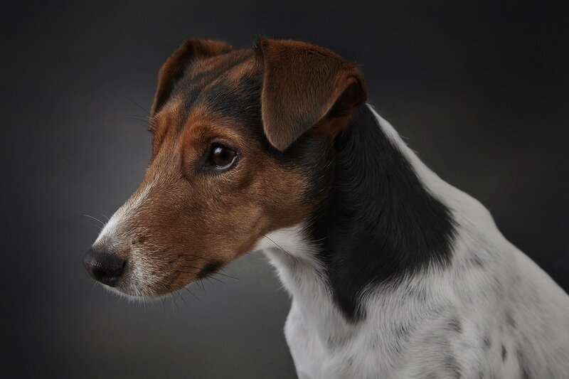 Jack Russell Terrier — Brown, Serious