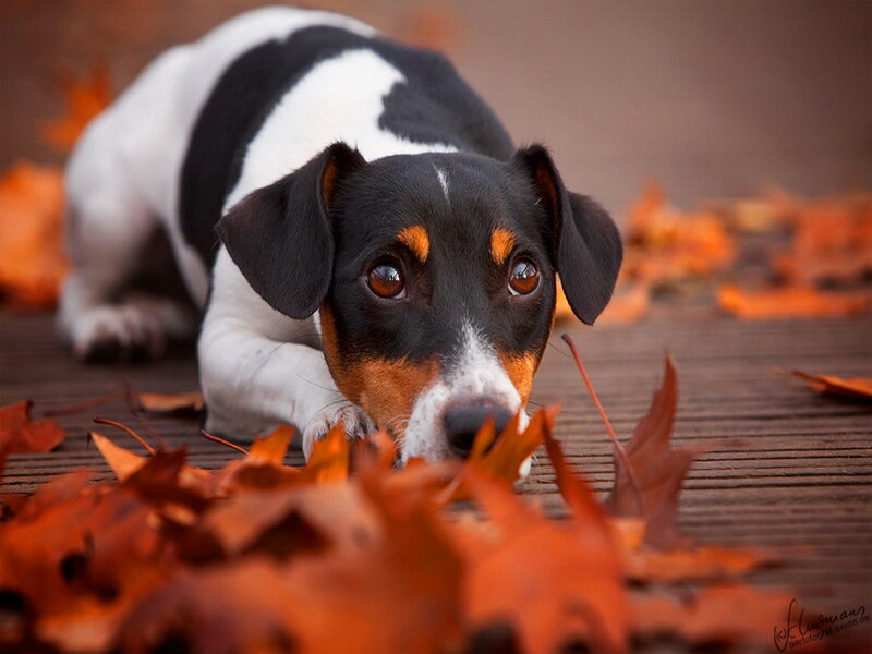 Jack Russell Terrier — Brown