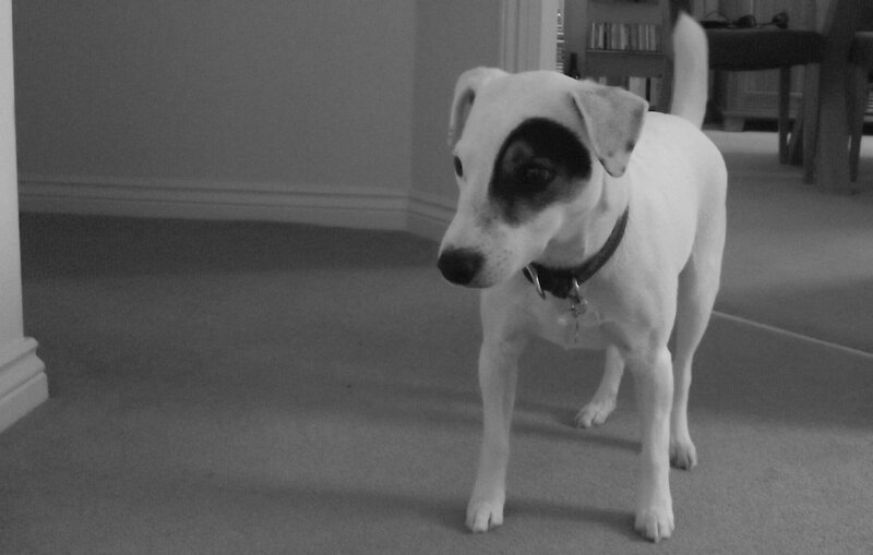 Jack Russell Terrier Dog — Black