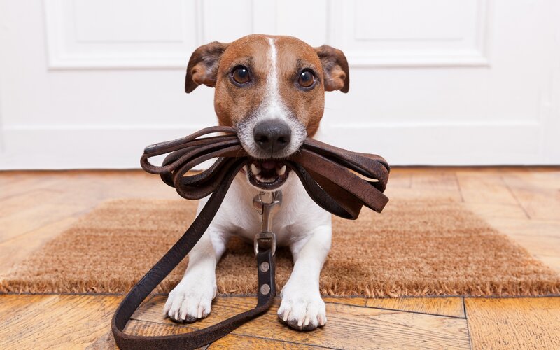 Jack Russell Terrier Dog — Brown, Alert, Photograph