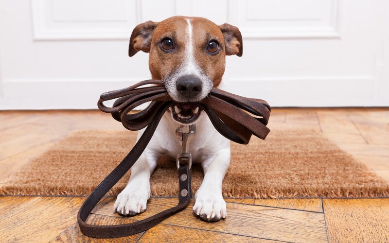 Jack Russell Terrier Dog — Brown, Alert