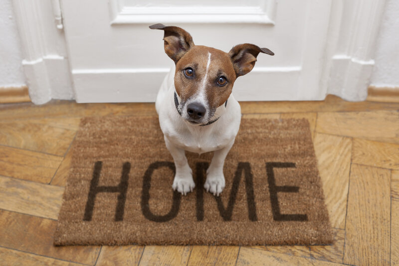 Jack Russell Terrier Dog — Brown, Calm, Photograph