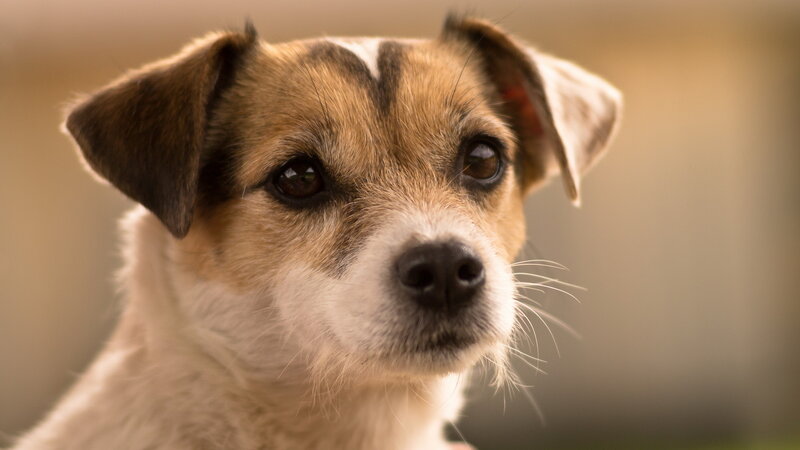 Jack Russell Terrier Dog — Brown, Calm