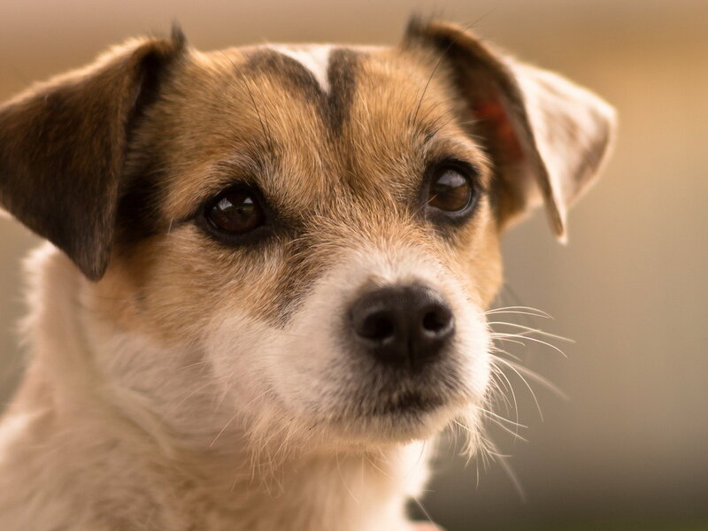 Jack Russell Terrier Dog — Brown