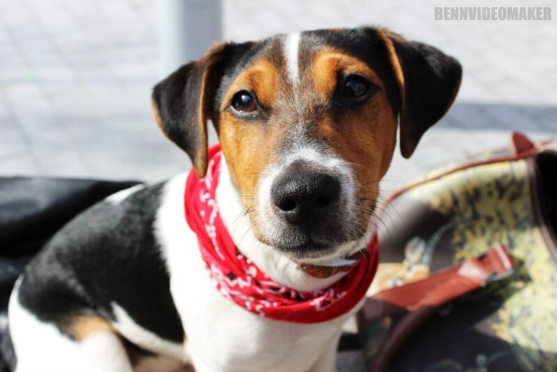 Jack Russell Terrier Dog — Red, Calm