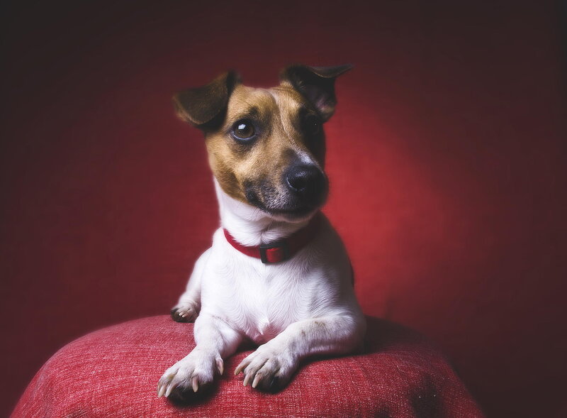 Jack Russell Terrier Dog — Red