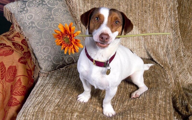 Jack Russell Terrier Dog