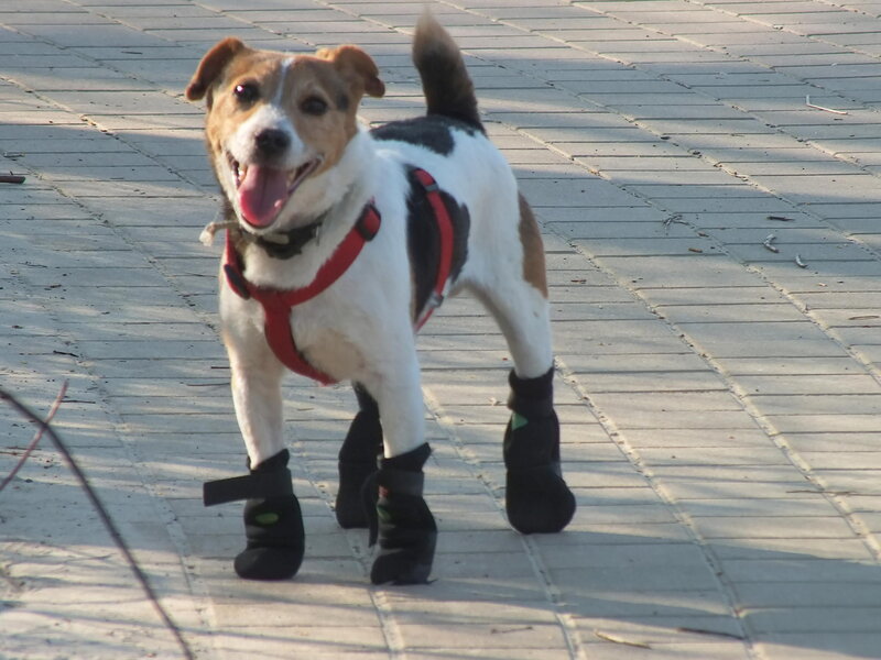 Jack Russell Terrier Dog — White, Happy