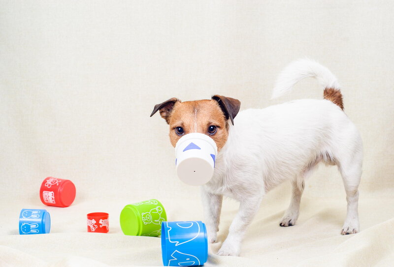 Jack Russell Terrier Dog — White, Playful