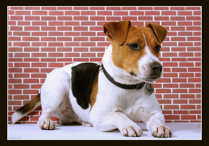 Jack Russell Terrier Dog — White