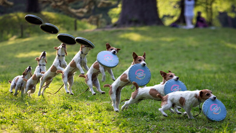 Jack Russell Terrier Dogs