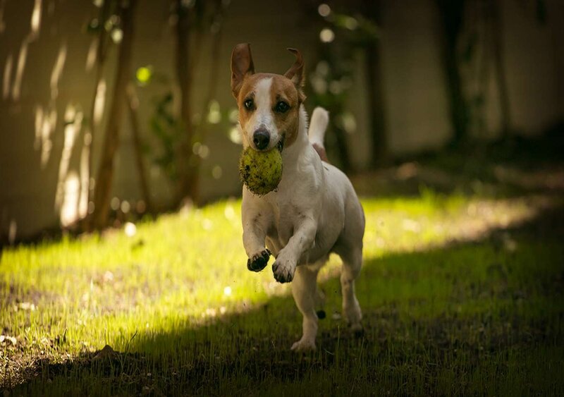 Jack Russell Terrier — Green, Active
