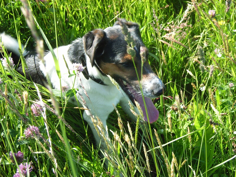 Jack Russell Terrier — Green, Calm, Afternoon, Photograph, Grass