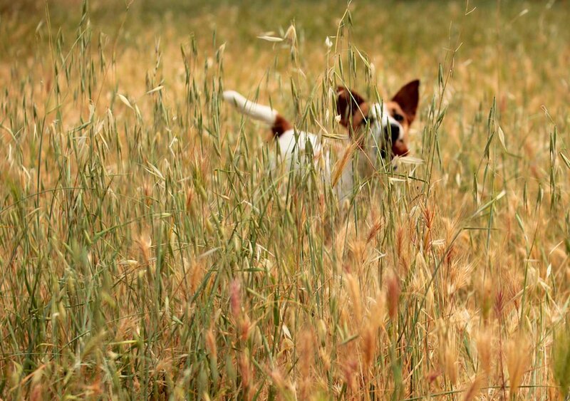 Jack Russell Terrier — Green, Calm, Afternoon