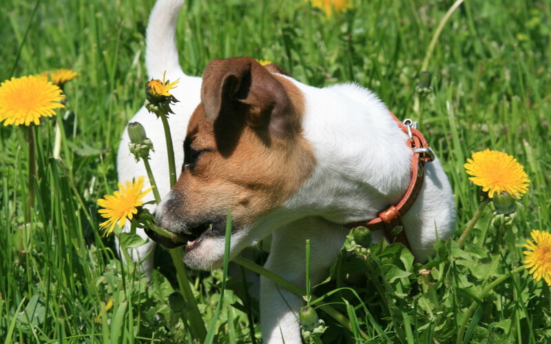 Jack Russell Terrier — Green, Calm
