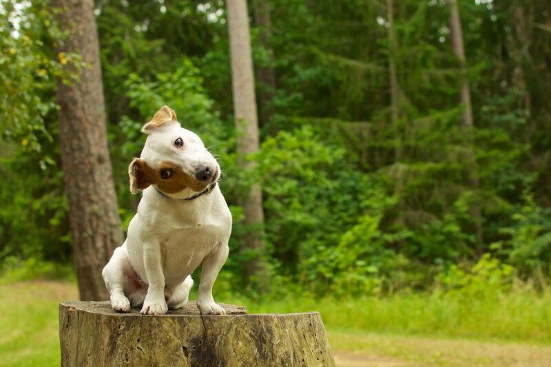 Jack Russell Terrier — Green, Curious