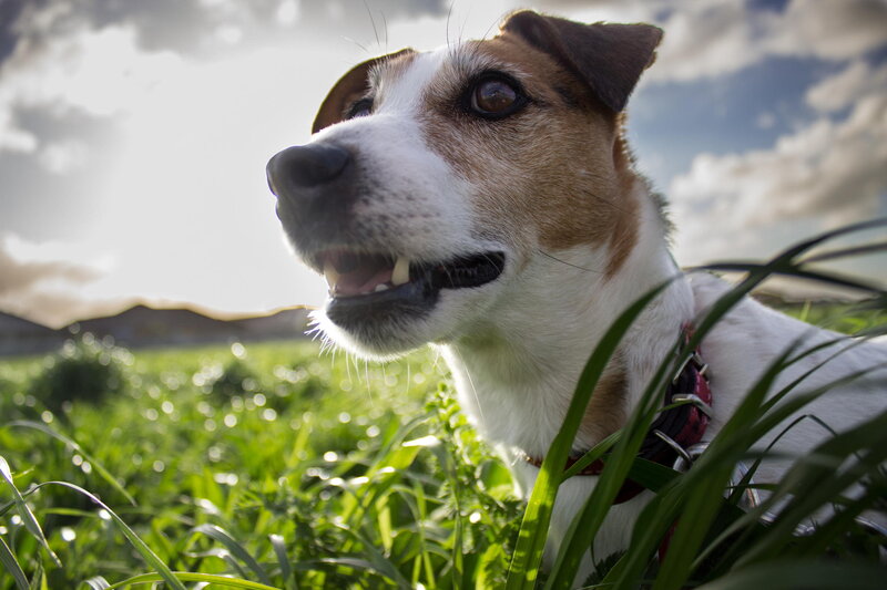 Jack Russell Terrier — Green, Dramatic