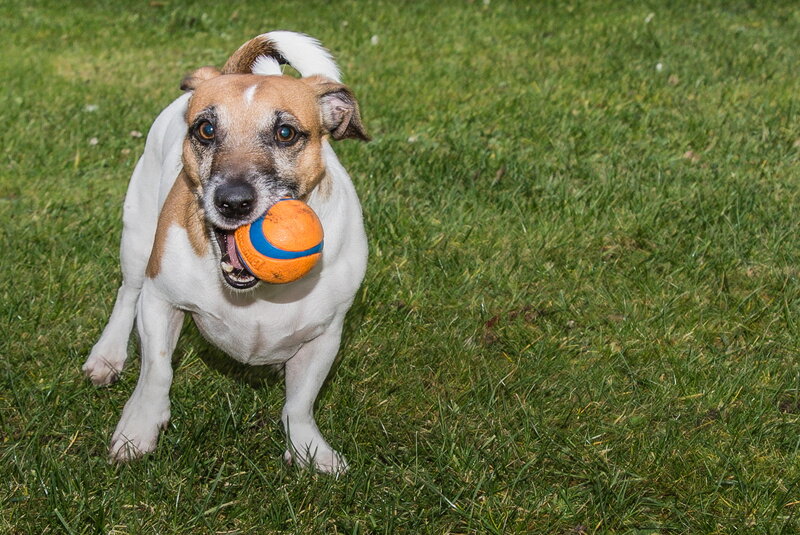 Jack Russell Terrier — Green, Playful, Afternoon, Photograph, Ball