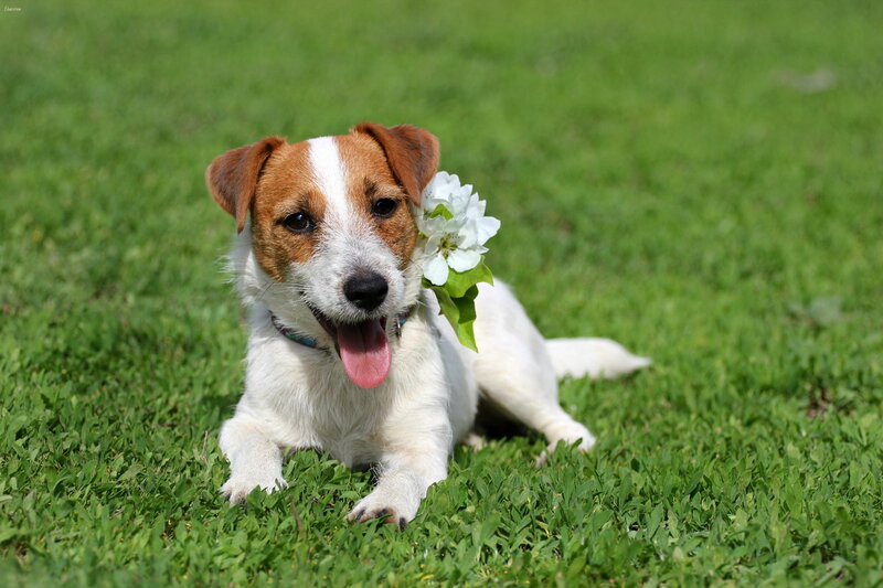 Jack Russell Terrier — Green, Playful, Afternoon, Photograph, Flower