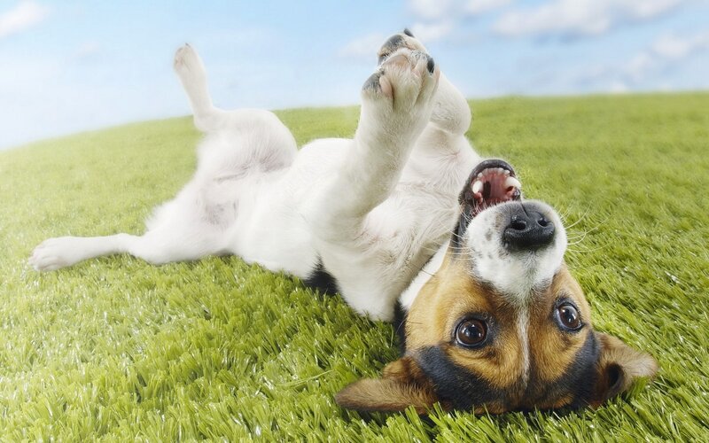 Jack Russell Terrier — Green, Playful, Afternoon, Photograph, Grass, Sky