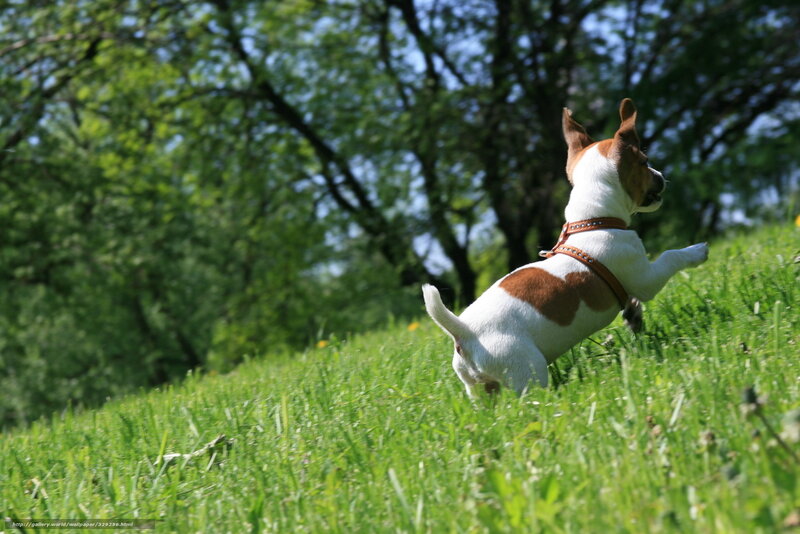 Jack Russell Terrier — Green, Playful, Afternoon, Photograph, Grass, Trees