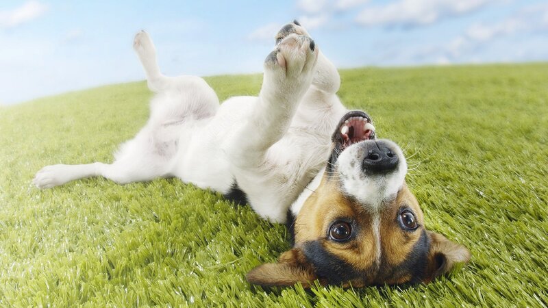 Jack Russell Terrier — Green, Playful, Afternoon, Photograph