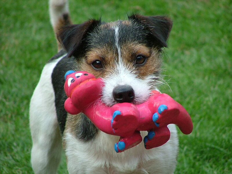 Jack Russell Terrier — Green, Playful, Afternoon, Photograph, Toy