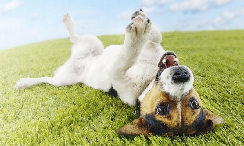 Jack Russell Terrier — Green, Playful, Afternoon