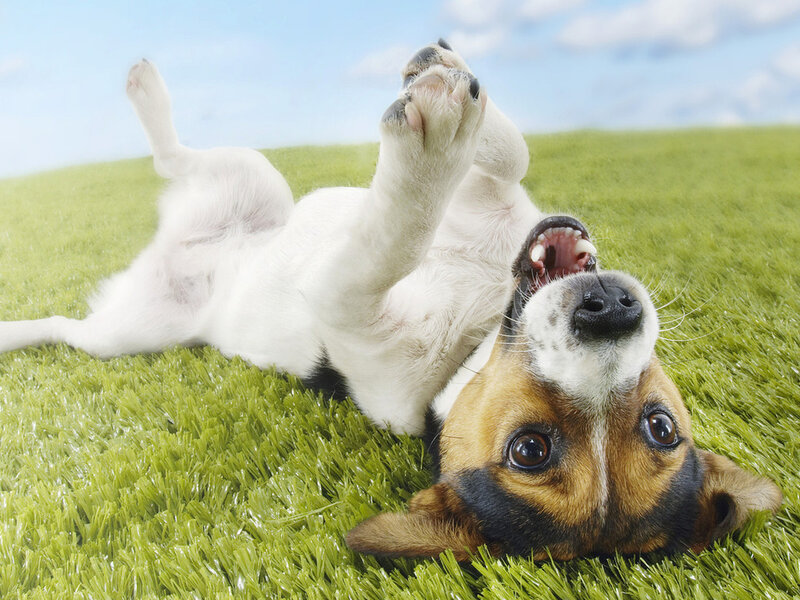Jack Russell Terrier — Green, Playful