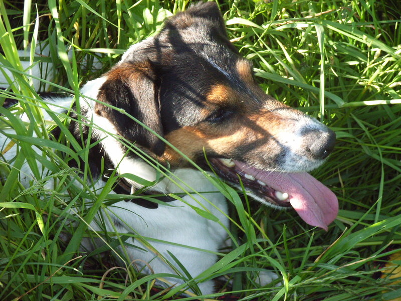 Jack Russell Terrier — Green, Relaxed