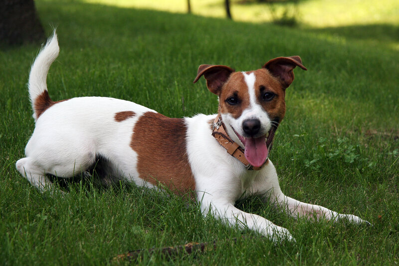 Jack Russell Terrier — Green