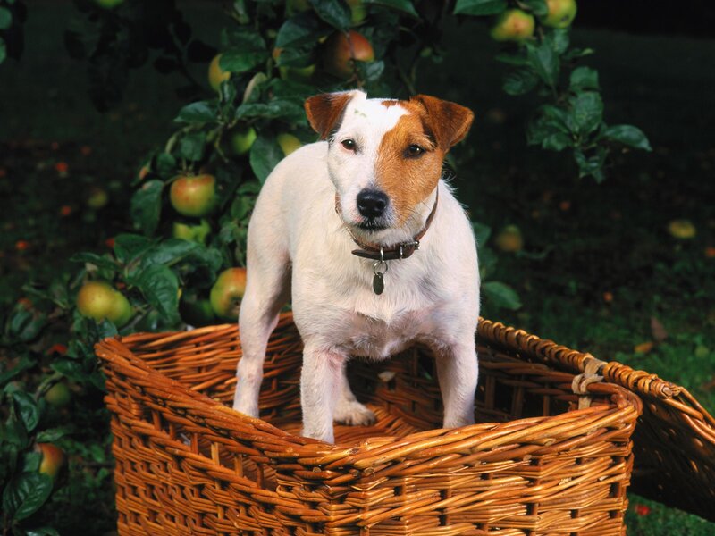 Jack Russell terrier in a basket