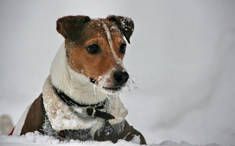 Jack Russell Terrier in Snow