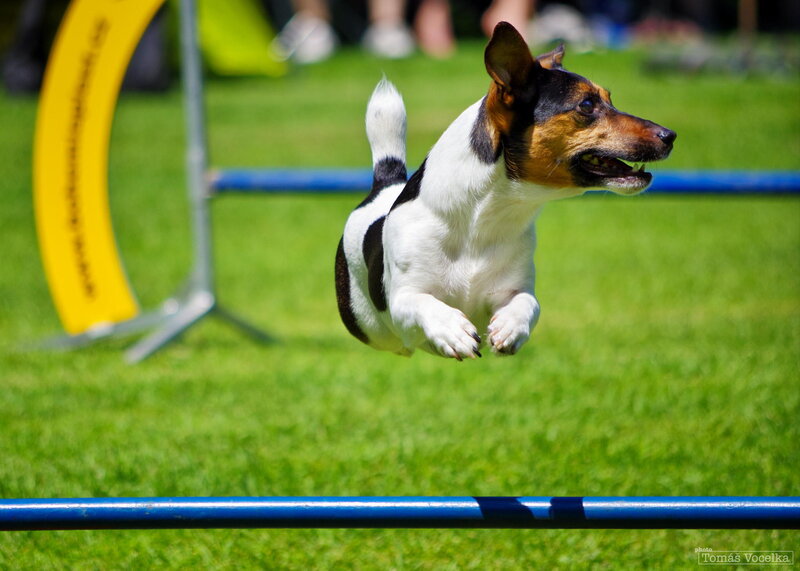 Jack Russell Terrier Jumping