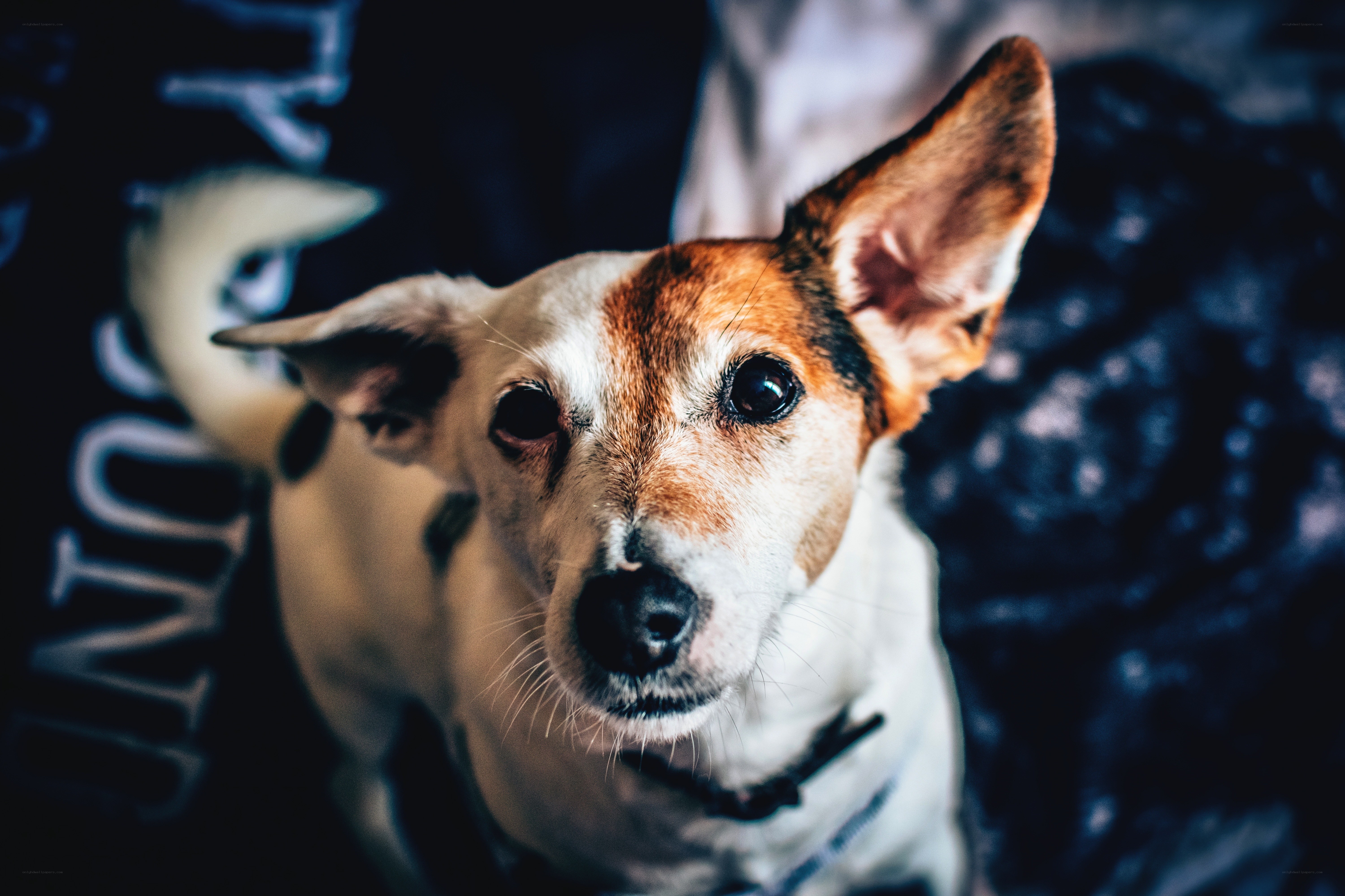 Jack Russell Terrier looking up