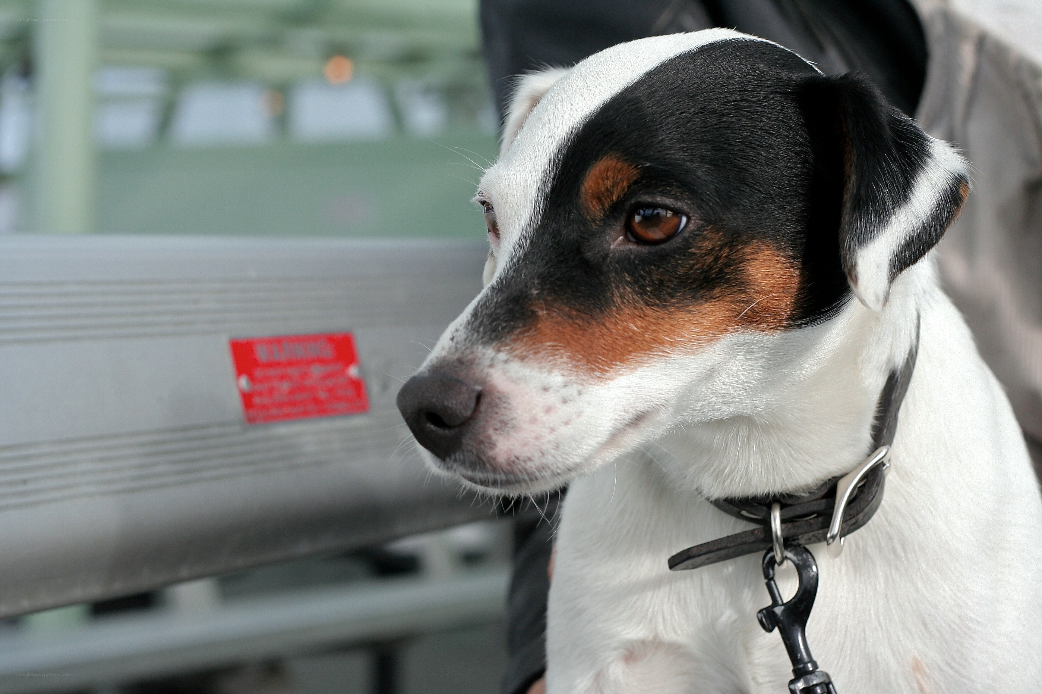 Jack Russell Terrier on a bench