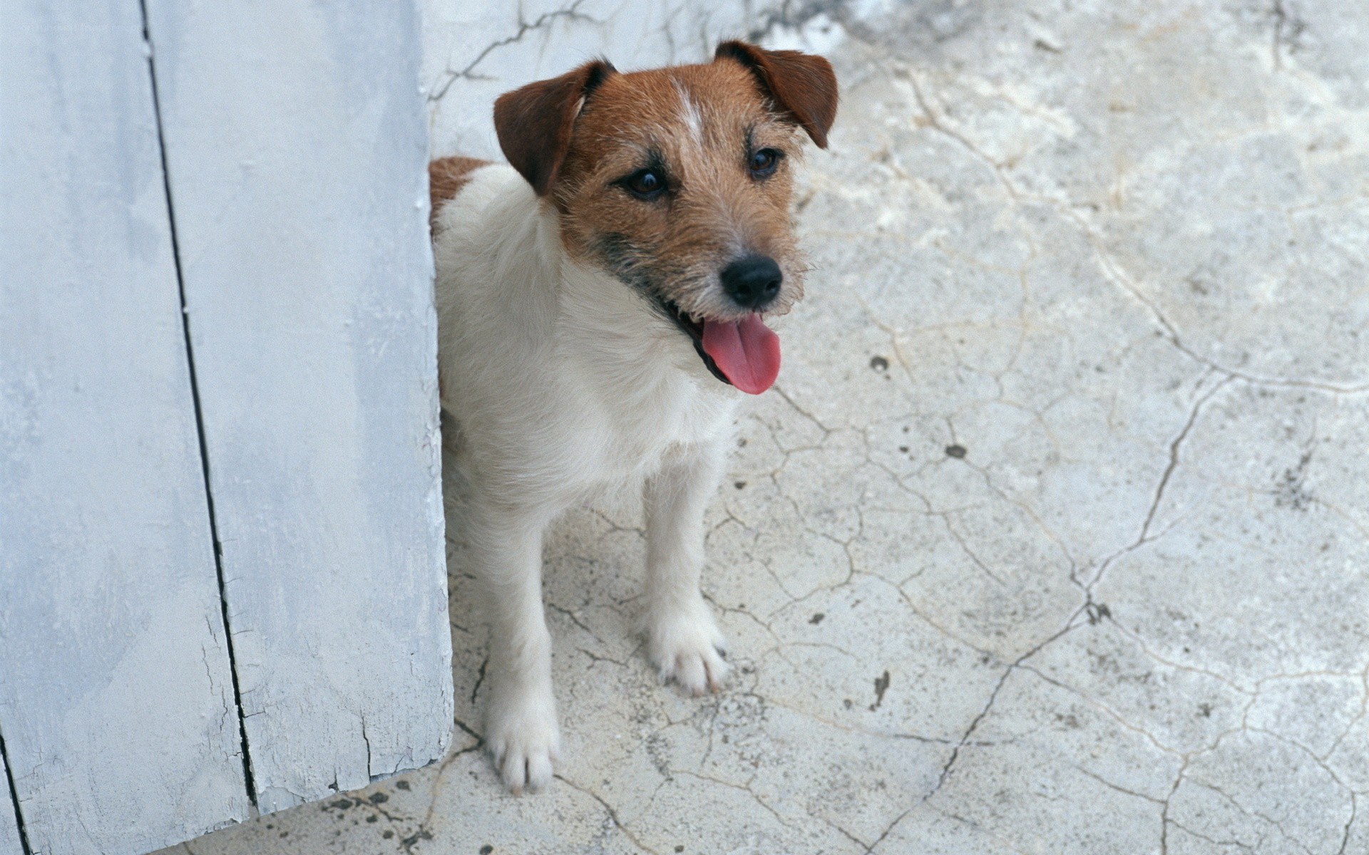 Jack Russell terrier peeking out
