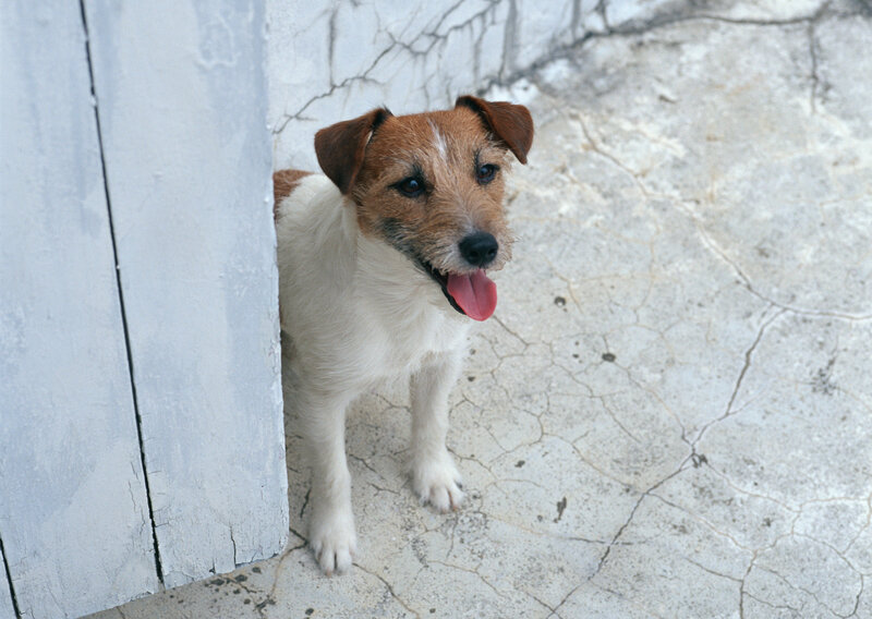 Jack Russell terrier peeking out