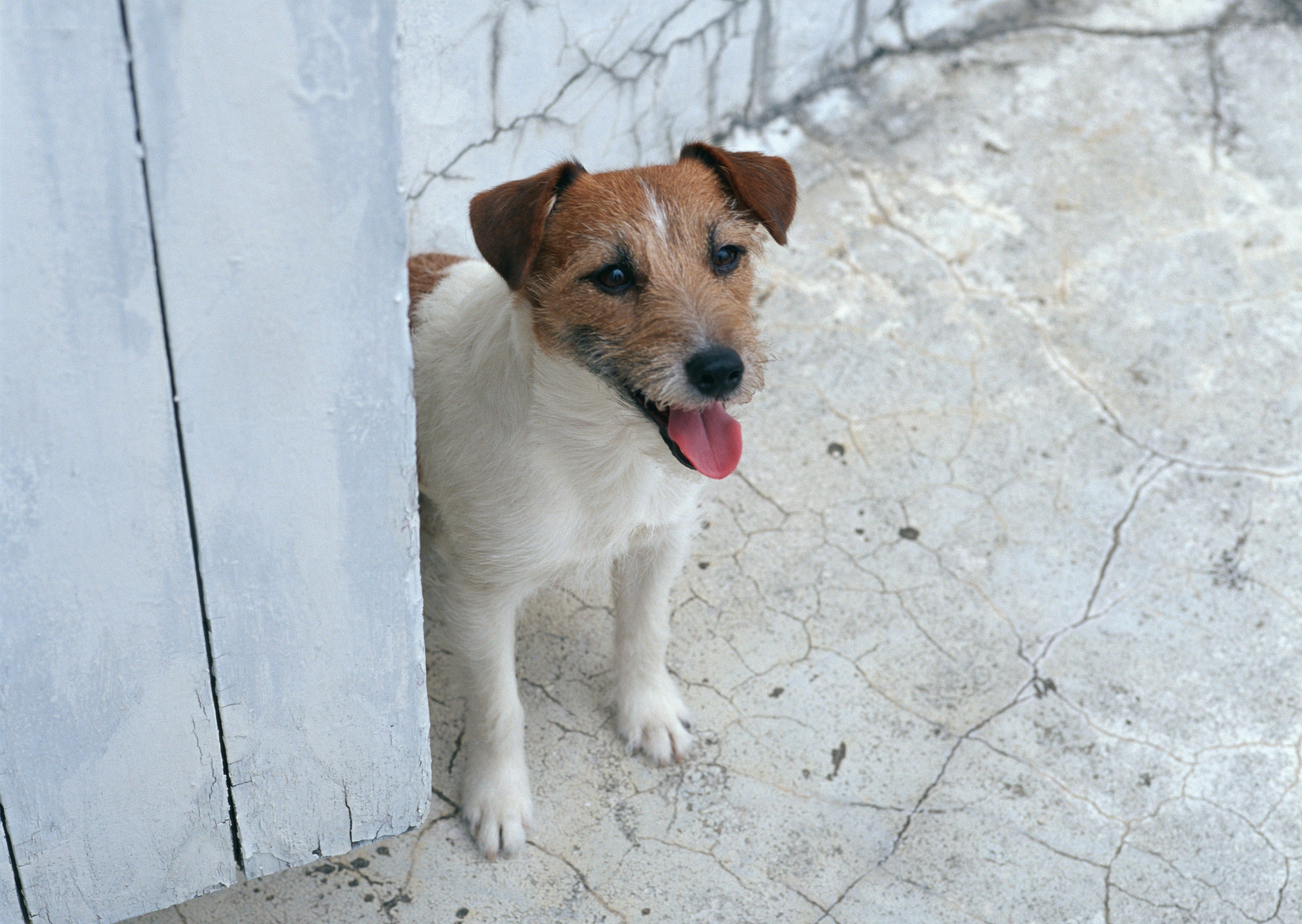 Jack Russell terrier peeking out