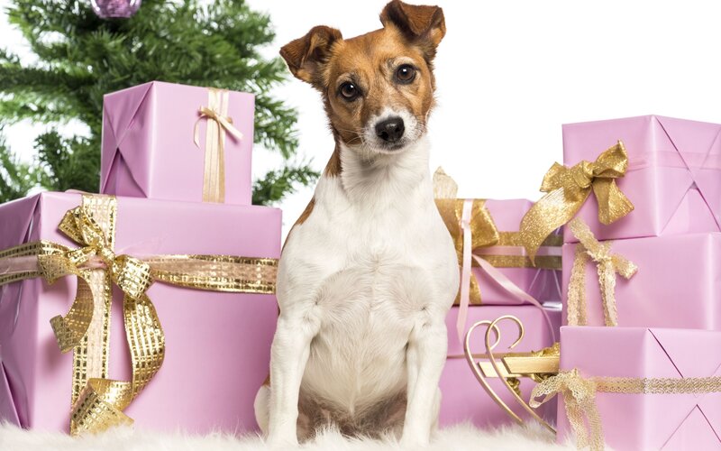Jack Russell Terrier — Pink, Festive