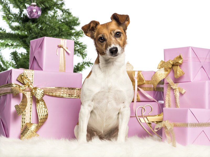 Jack Russell Terrier — Pink