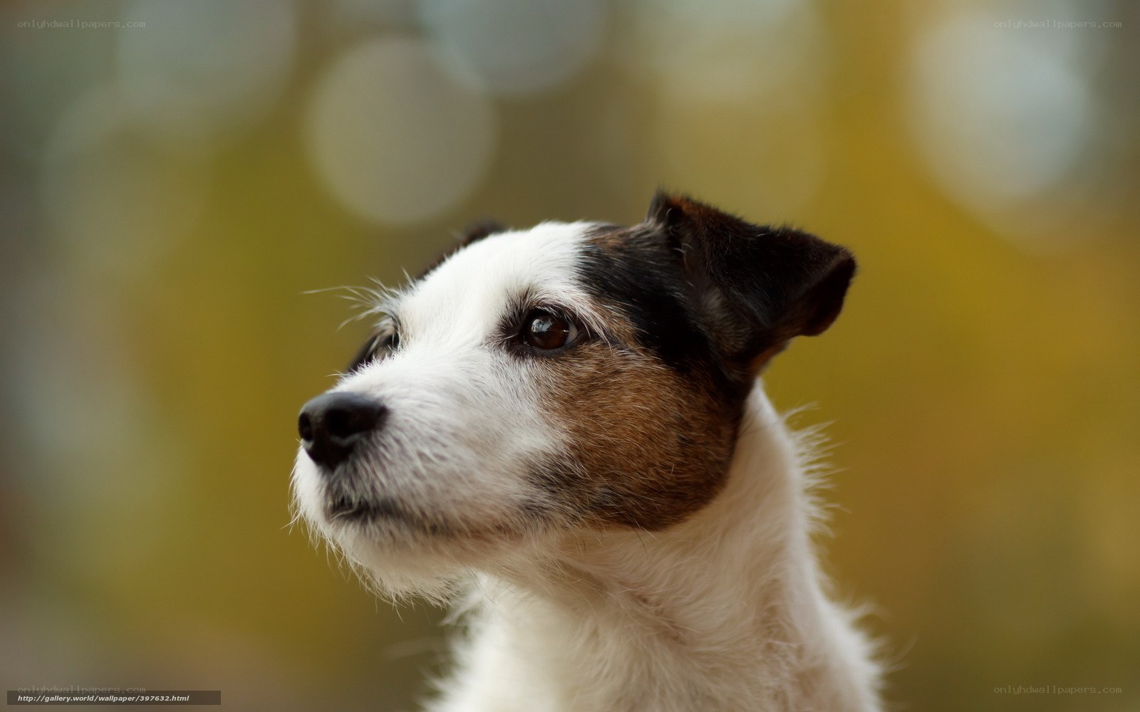 Jack Russell Terrier portrait