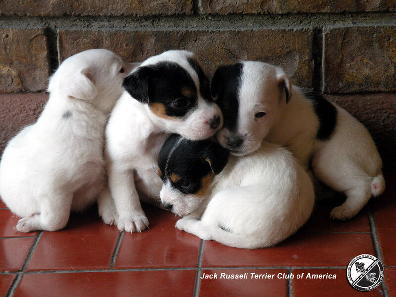 Jack Russell Terrier Puppies