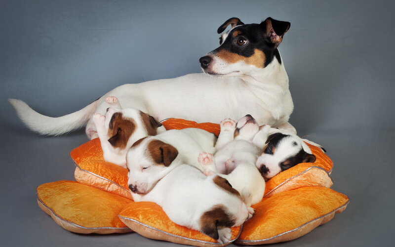 Jack Russell Terrier Puppies — White, Calm