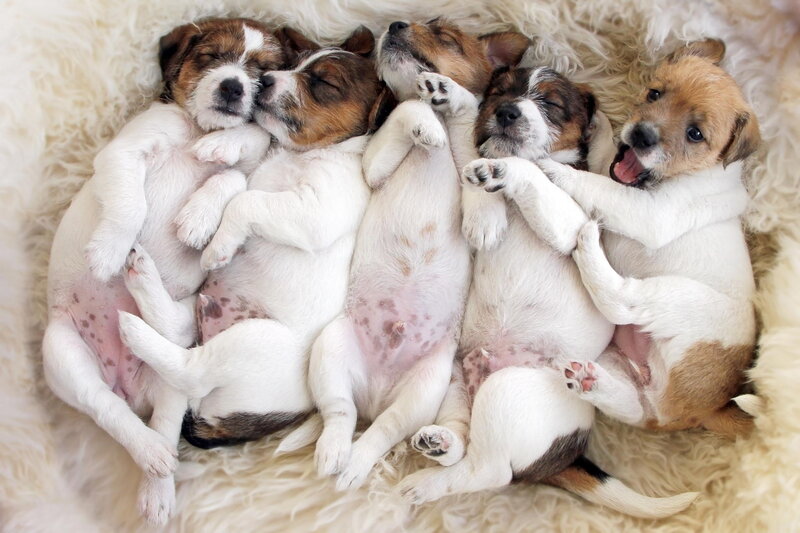 Jack Russell Terrier Puppies — White, Peaceful